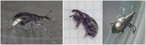 Réf. 246 063 : Aspidapion aeneum